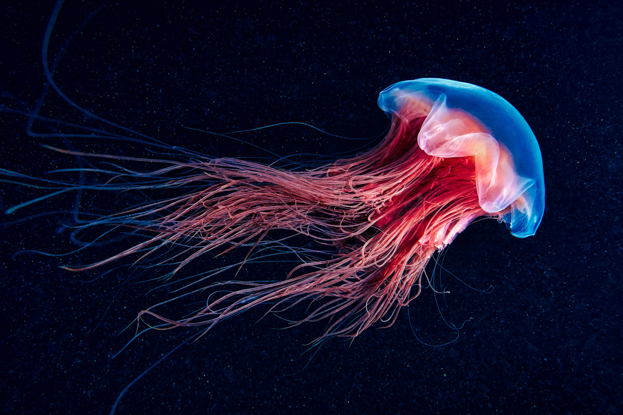 Alexander Semenov Science Photo Library