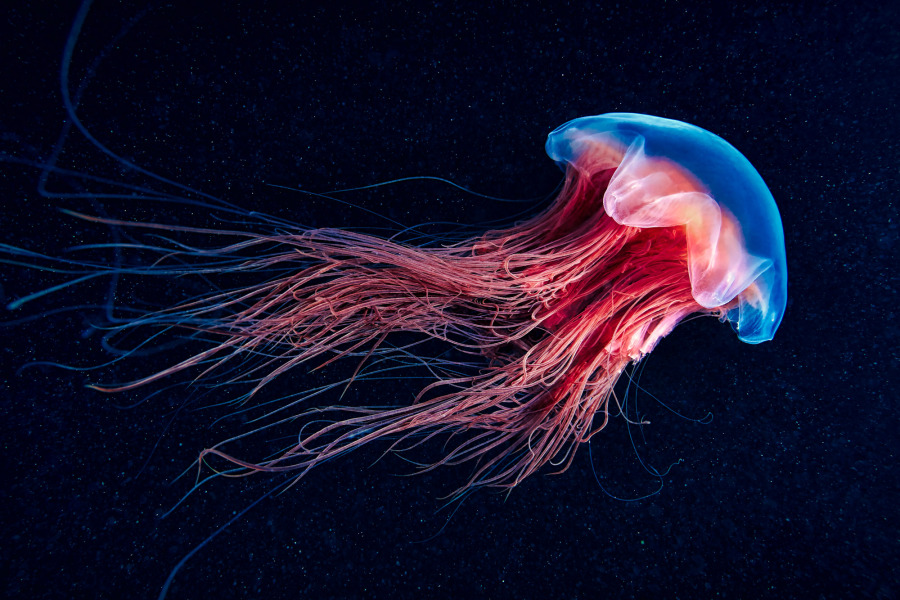 Invertebrates are cool – Science Photo Library