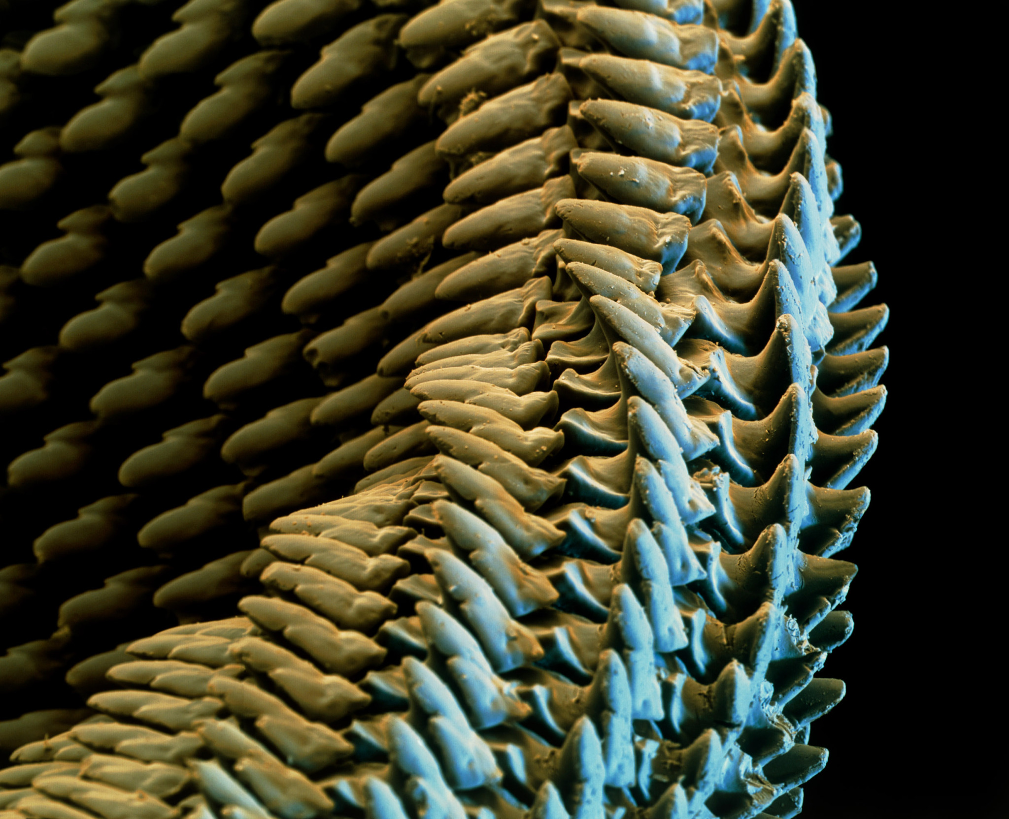 Eye of Science – Science Photo Library