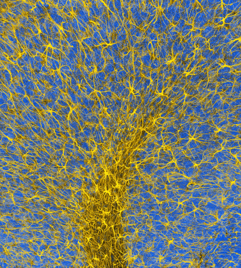 Glial cells, confocal light micrograph
