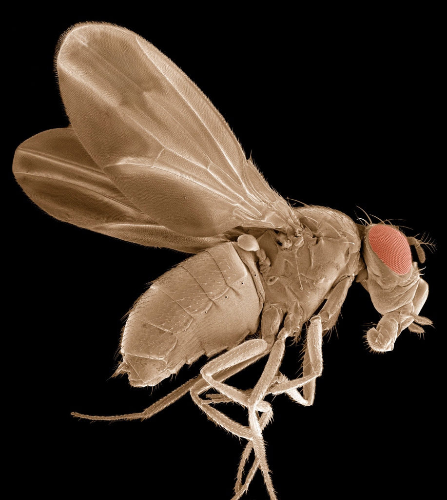 Fruit fly, SEM