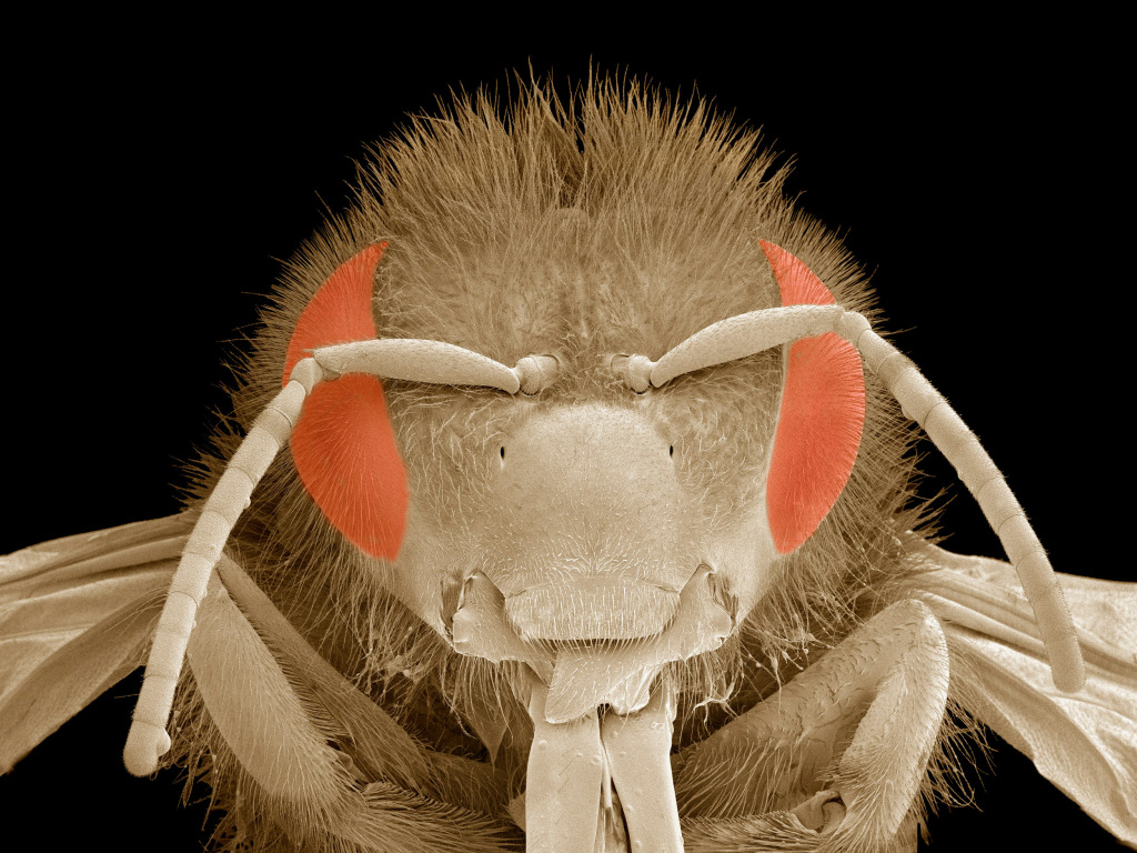 Honey bee head, SEM