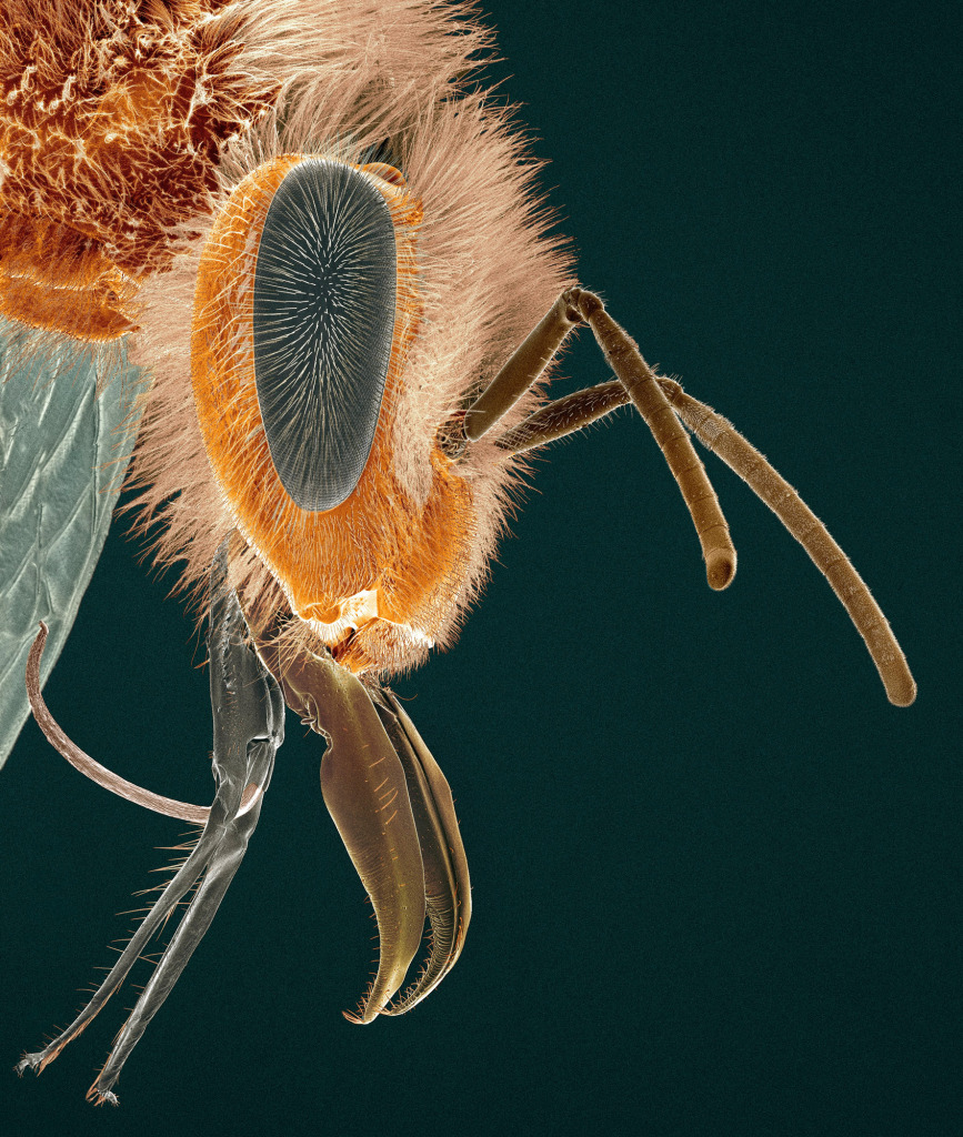 Head of a honey bee, SEM