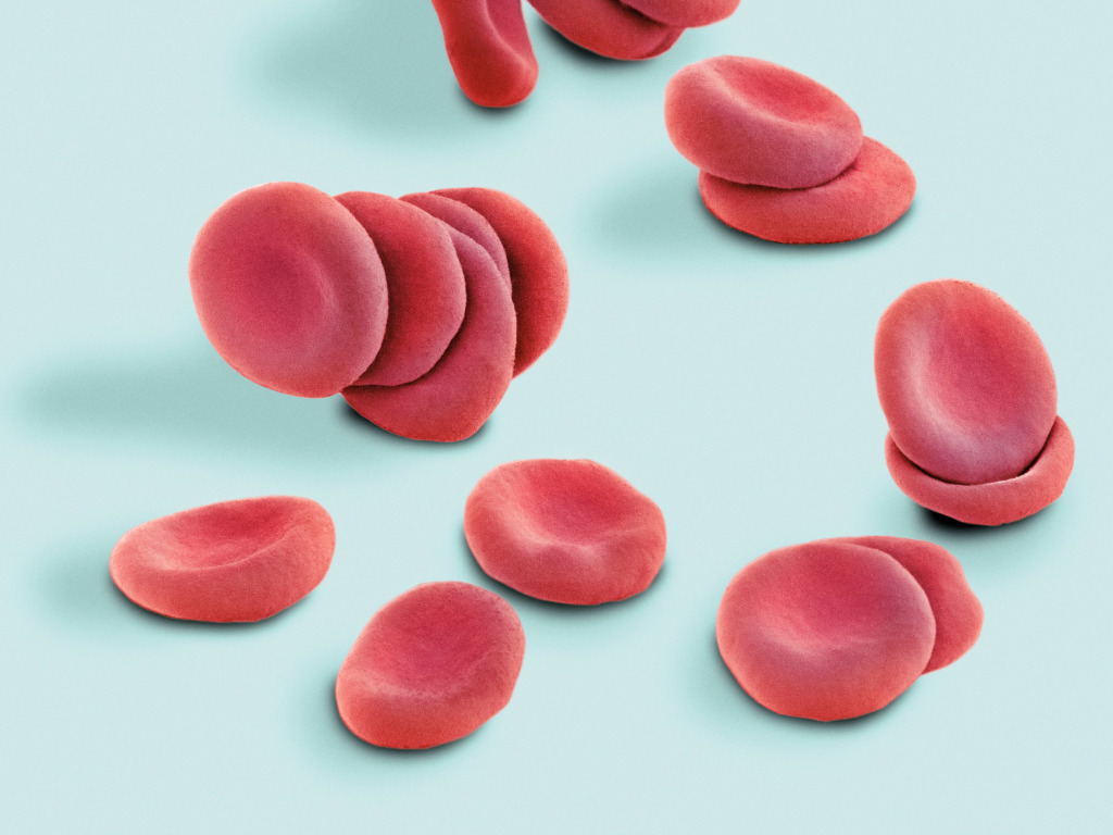 Stacked red blood cells, SEM