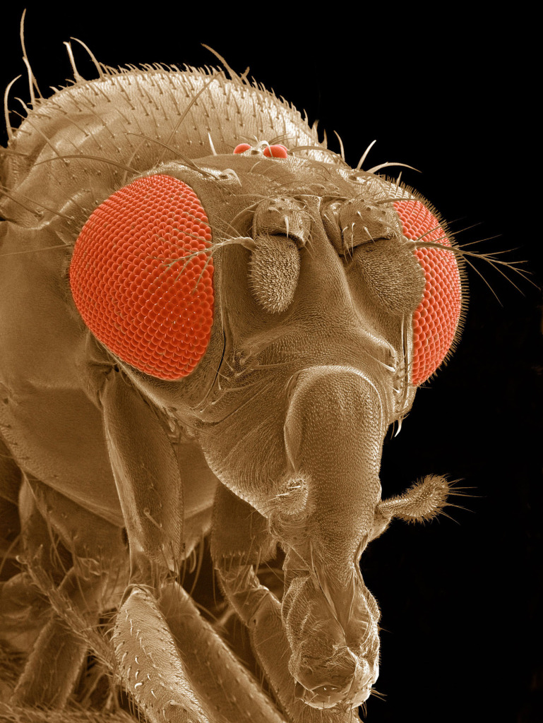 Fruit Fly SEM