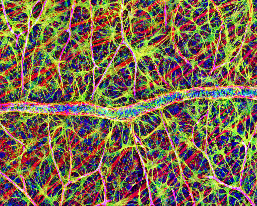 Retina blood vessel and nerve cells