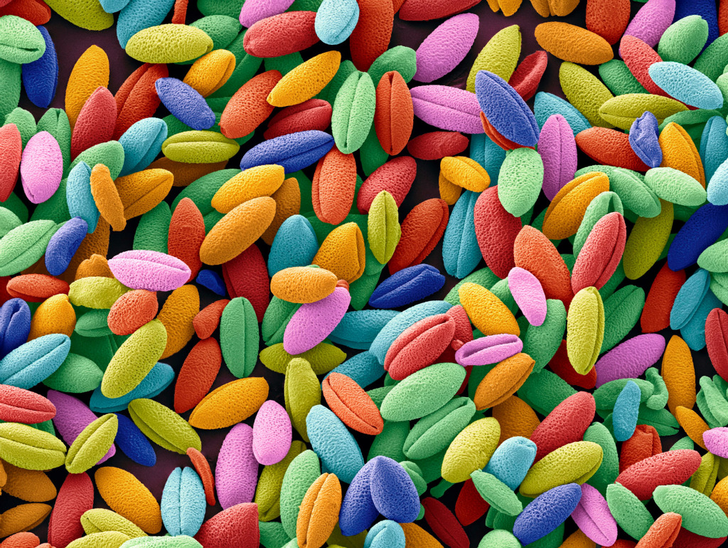 Flame lily pollen, SEM