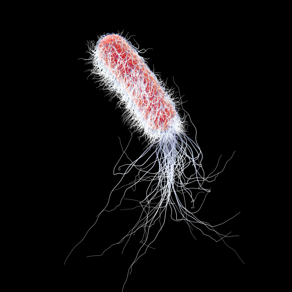 Pseudomonas bacterium, illustration