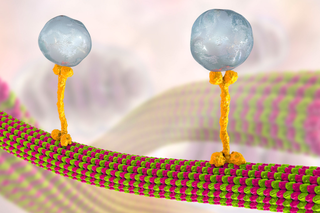Intracellular transport, illustration