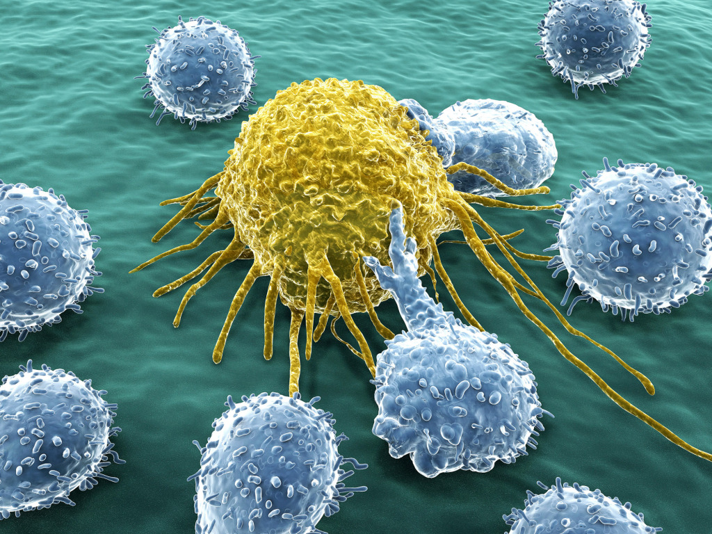 Lymphocytes and cancer cell