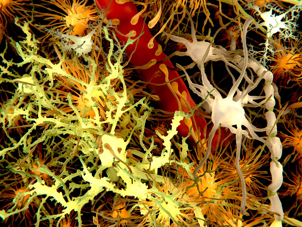 Human brain cells, artwork