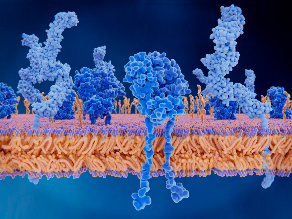 T cell receptor and CD4 proteins, illustration