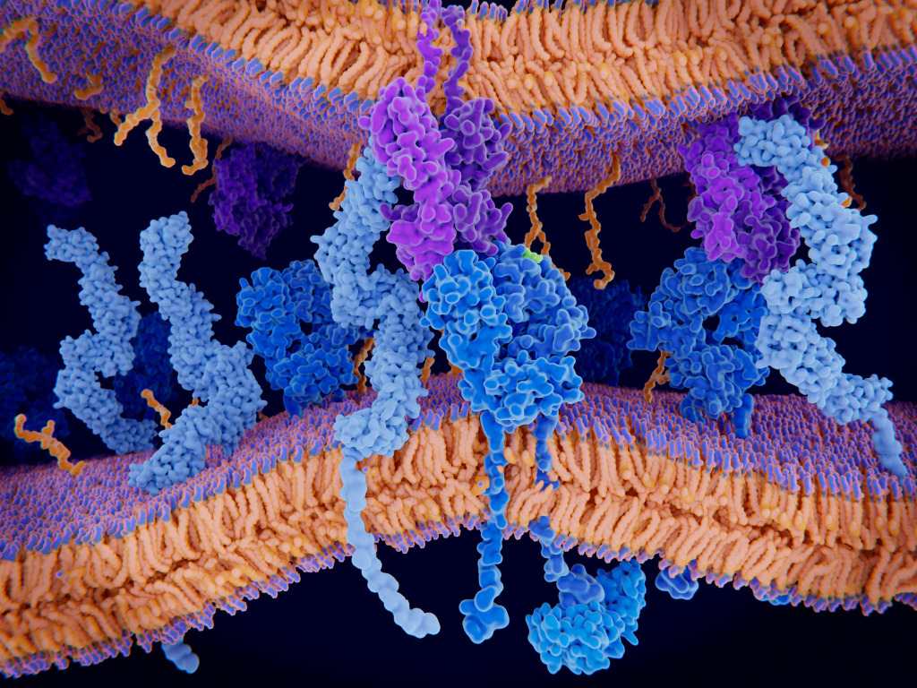 T cell receptor, CD4 and MHC proteins, illustration
