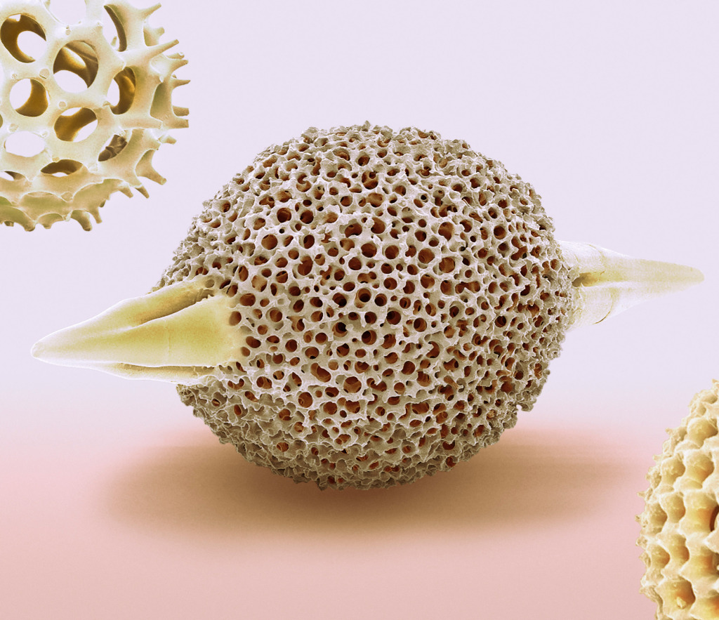 Radiolarian, SEM