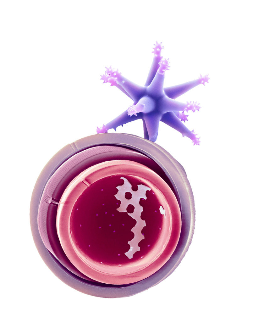 Marine diatom frustule, SEM