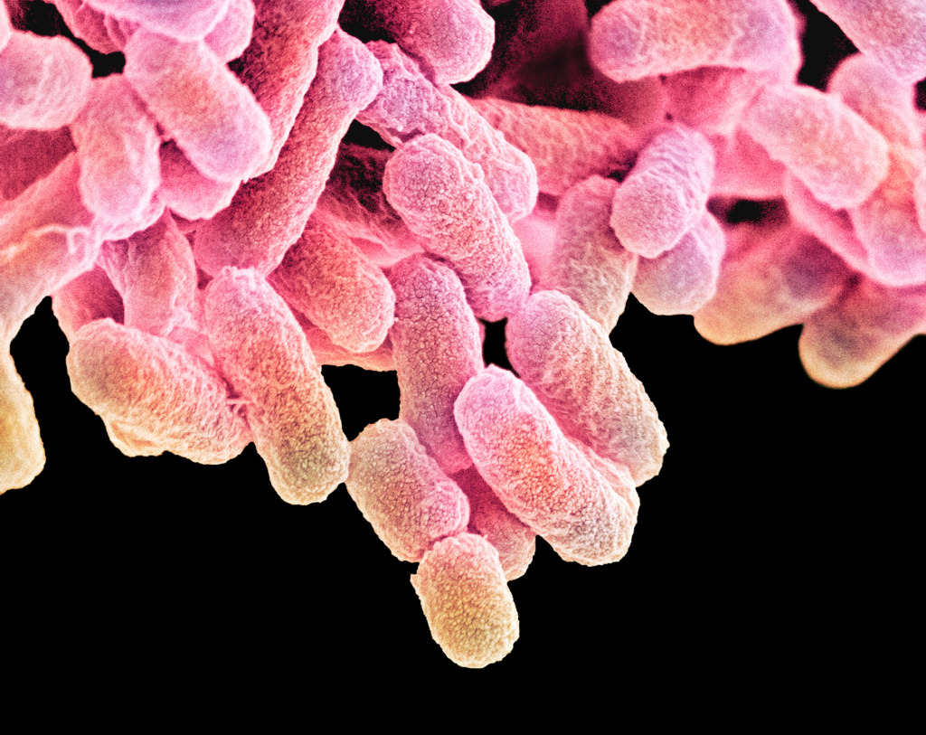 E. coli bacteria, SEM