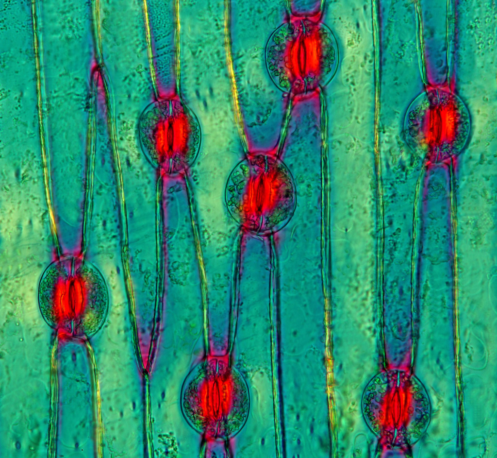 Iris stomata, light micrograph