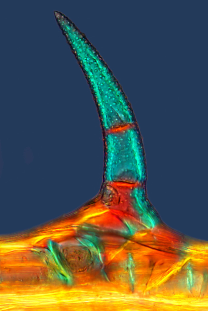 Aniseed trichome, light micrograph