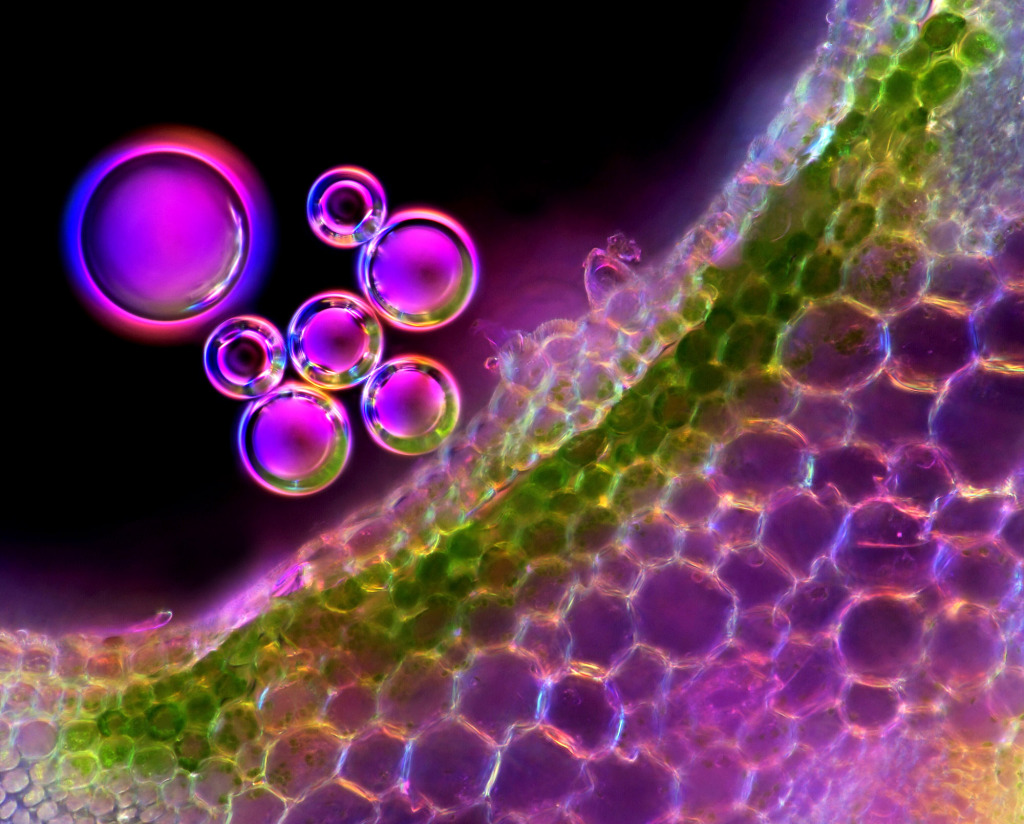 Angelica plant stem, light micrograph