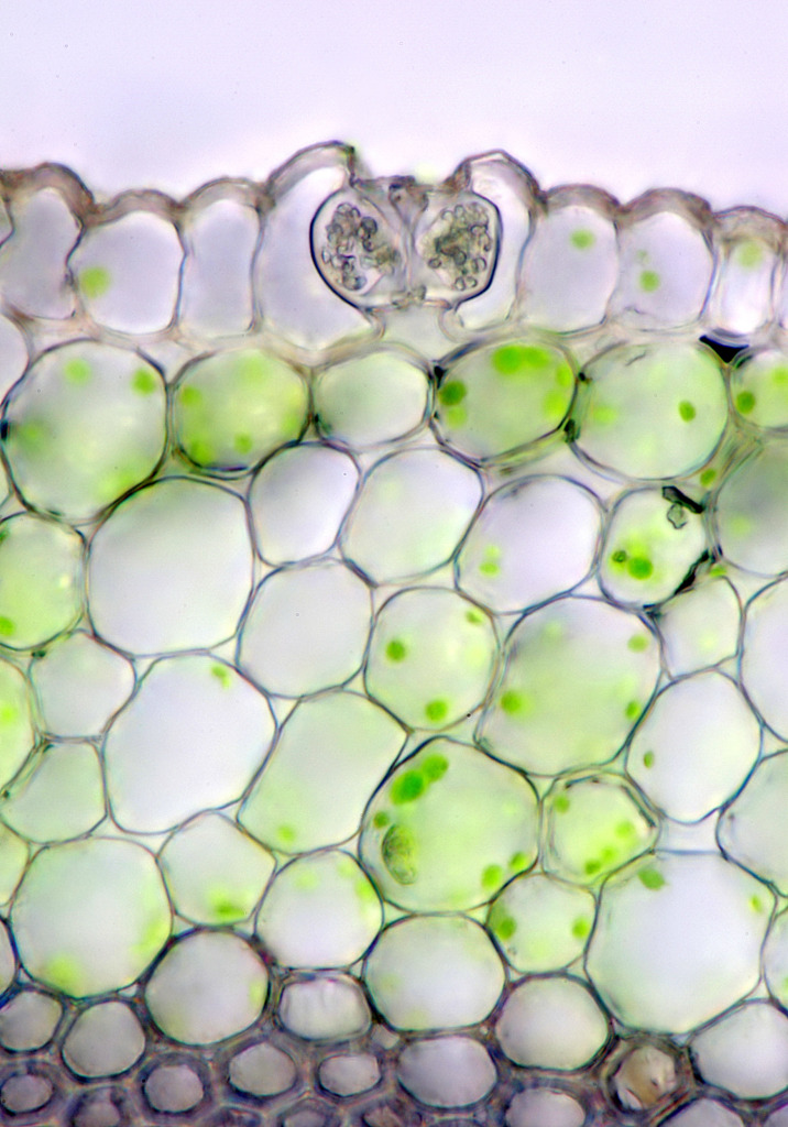Lily of the valley leaf, light micrograph