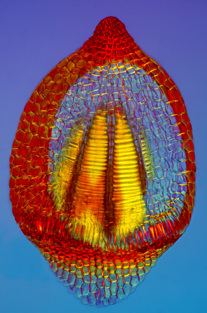 Moss spore capsule, light micrograph