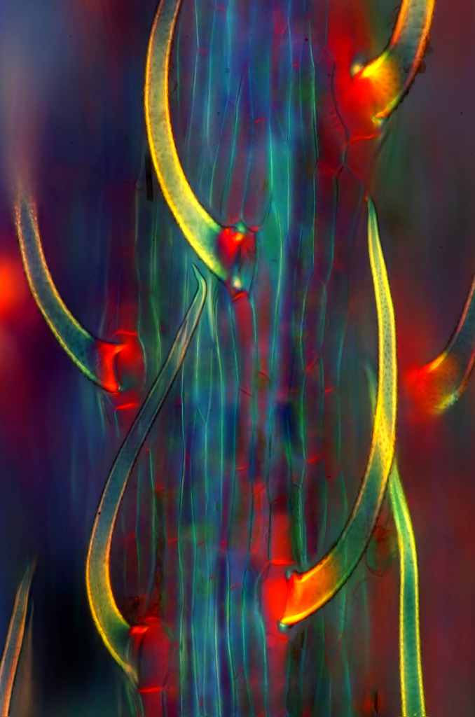 Forget-me-not (Myosotis sp.) stem, light micrograph