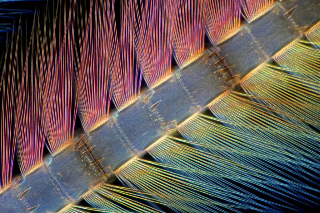 Mayfly larva caudal filament, light micrograph