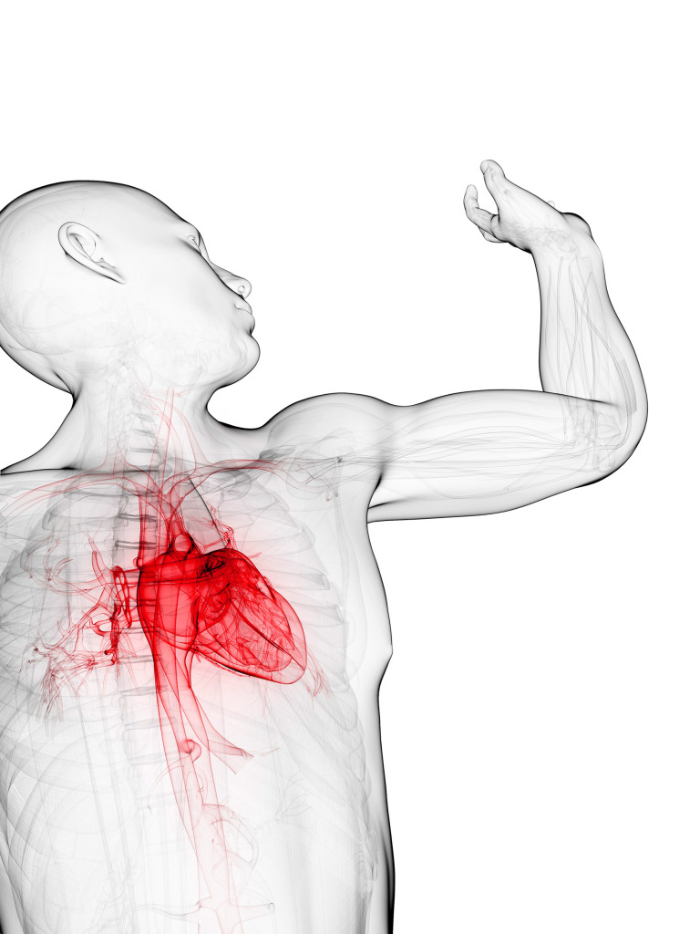 Cardiovascular system, artwork