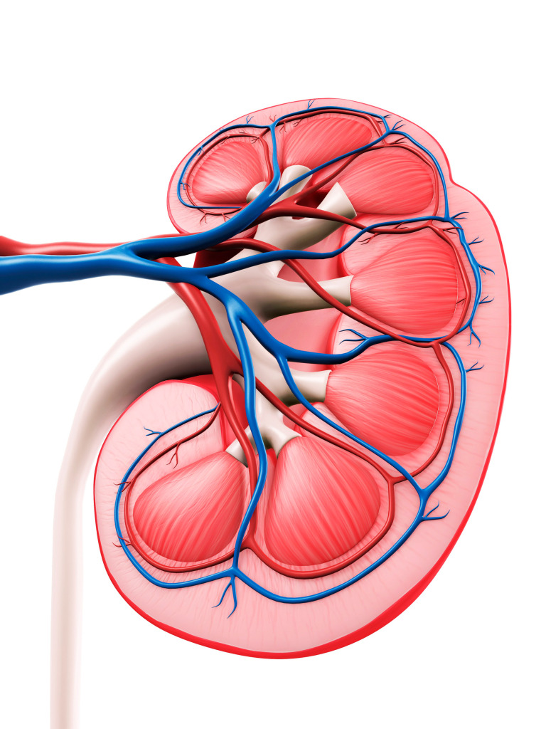 Kidney anatomy, artwork