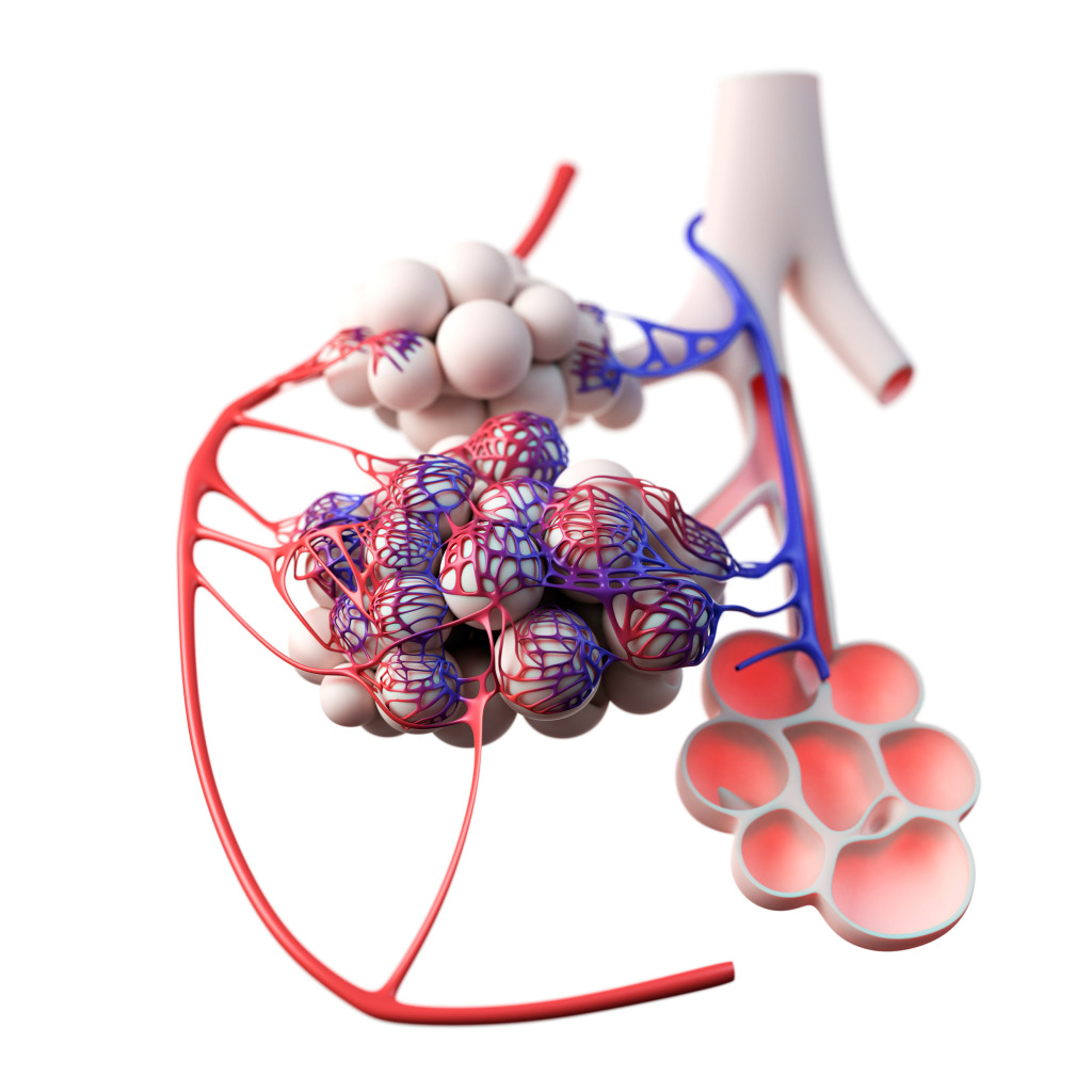Human alveoli, illustration