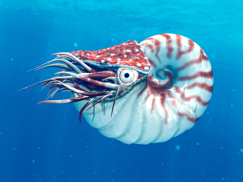 Nautilus, illustration