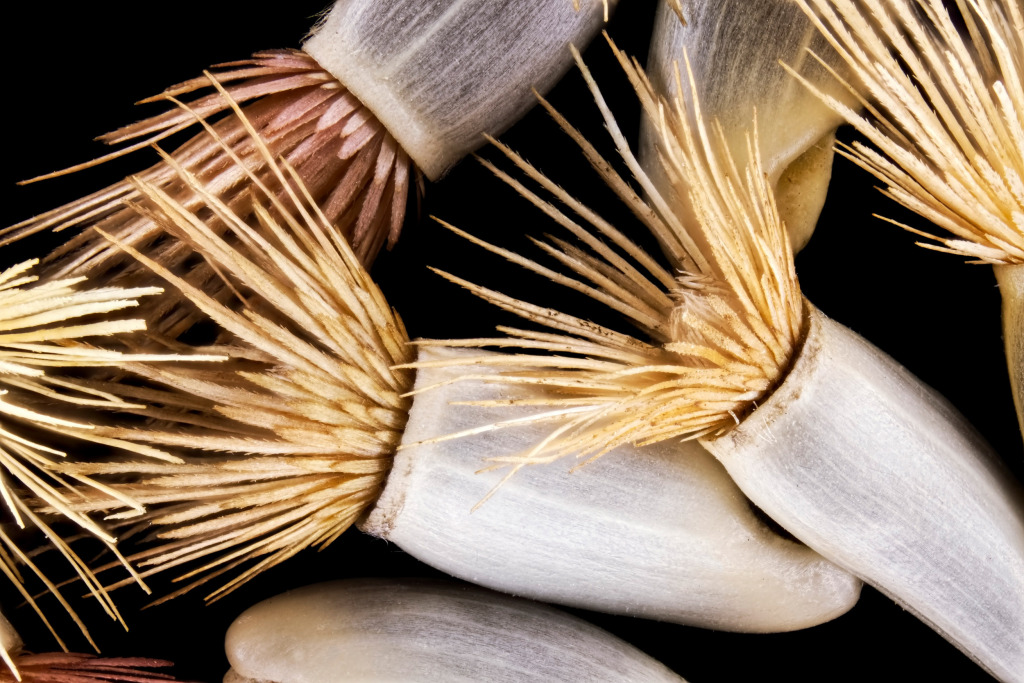 Wildflower seeds, macrophotograph