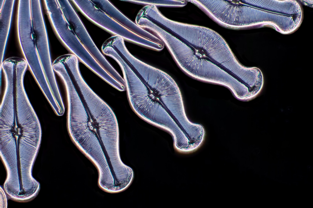 Assorted diatoms, light micrograph