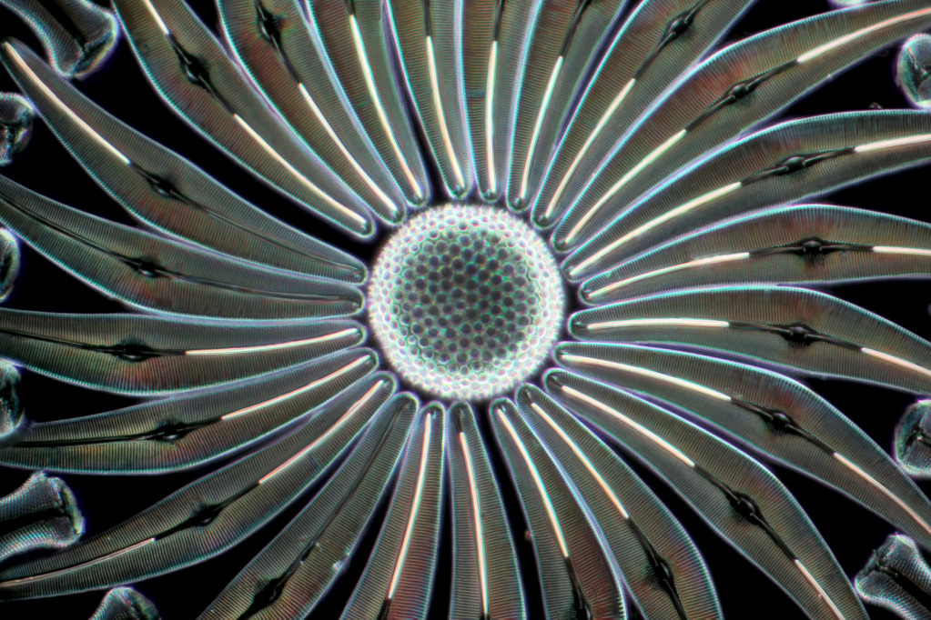 Assorted diatoms, light micrograph