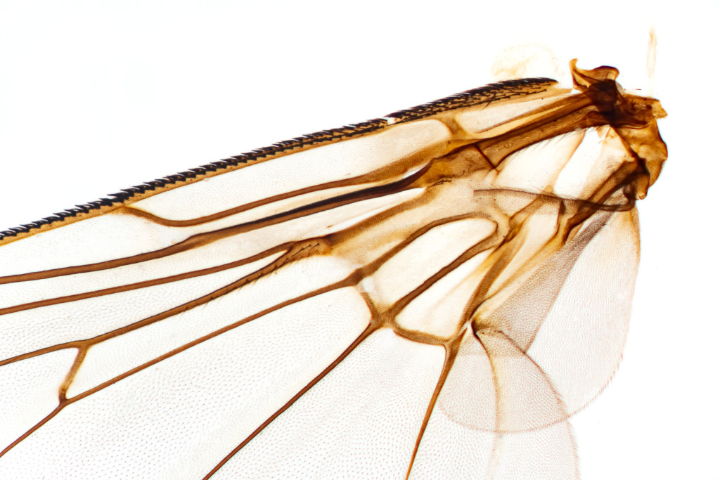 Wing of a house fly, light micrograph