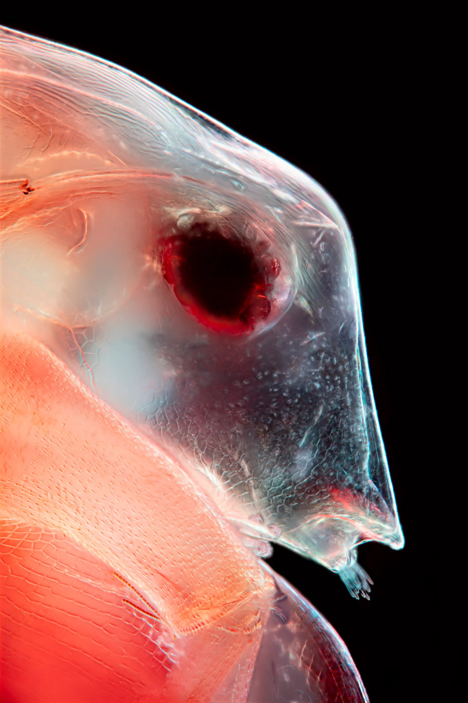 Water flea, light micrograph