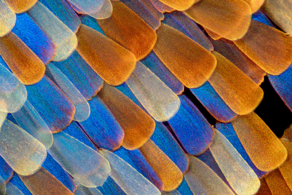 Butterfly wing scales, light micrograph