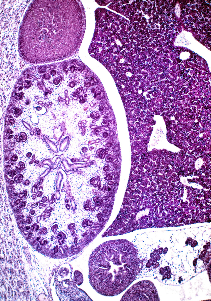 Developing kidney, light micrograph